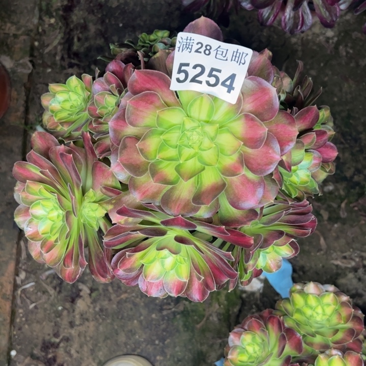 5254韶华不包损多肉植物
