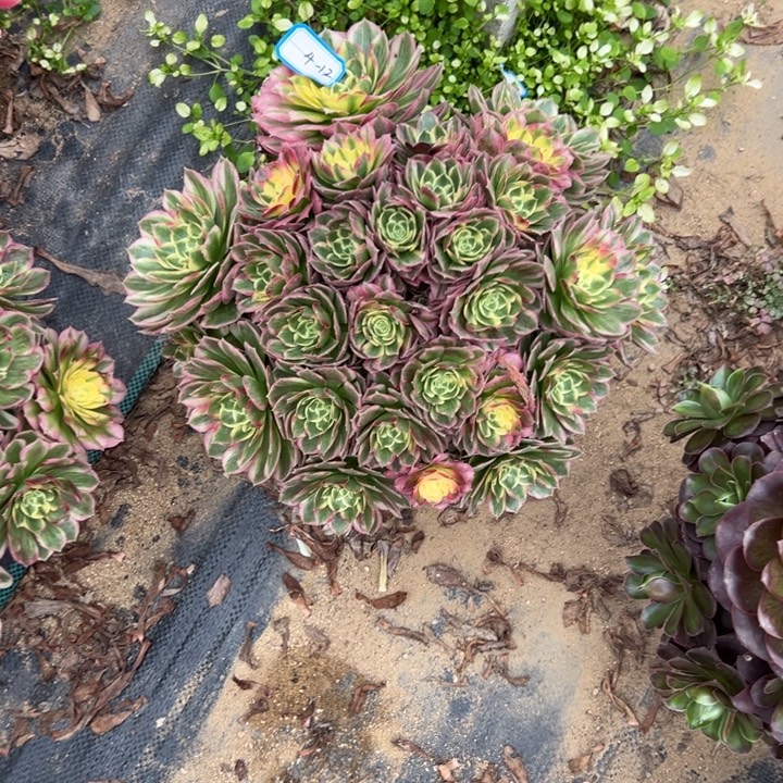 多肉植物海仙不包损4-12