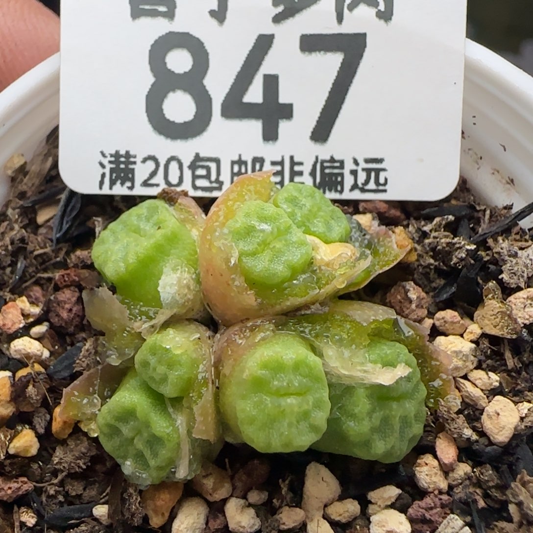 1410.657带盆土方烧。               