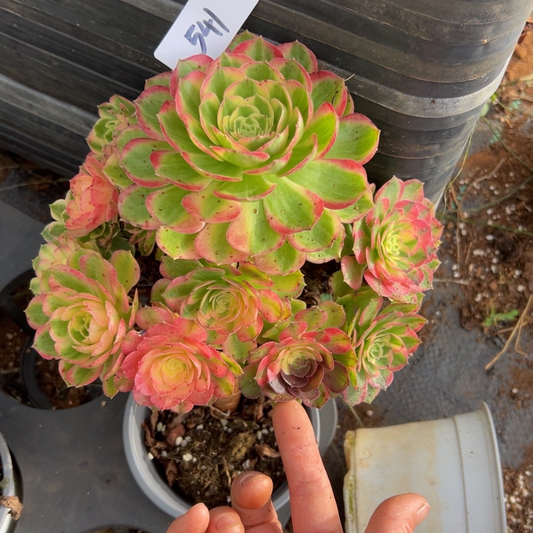 多肉植物541脱土的