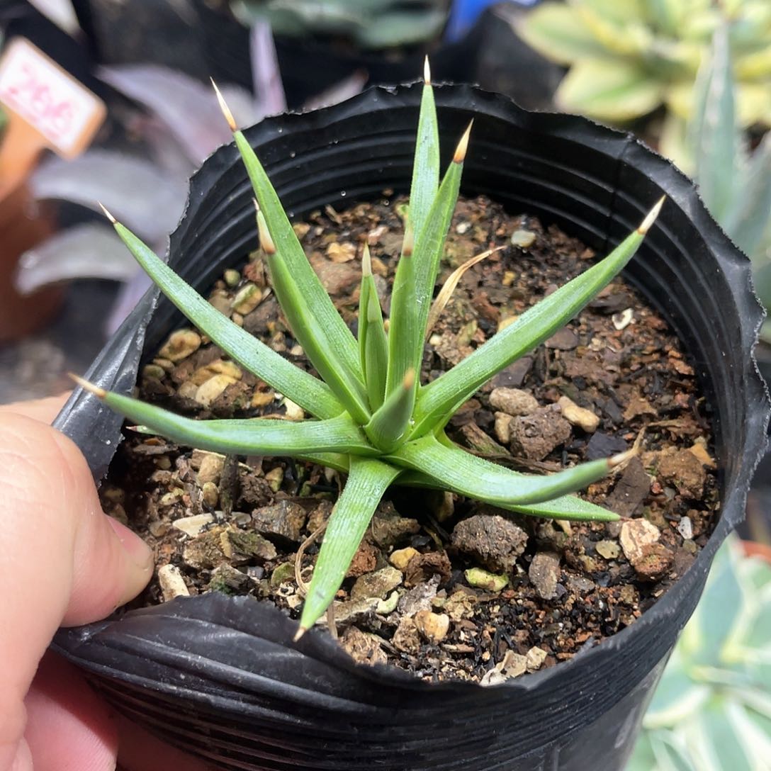 棉花龙龙舌兰系列