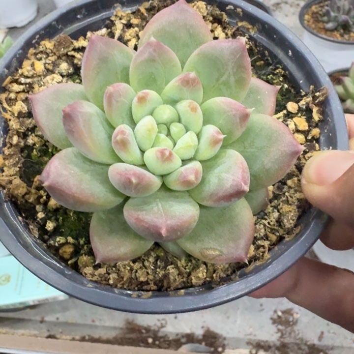 美人杂交 一物一拍