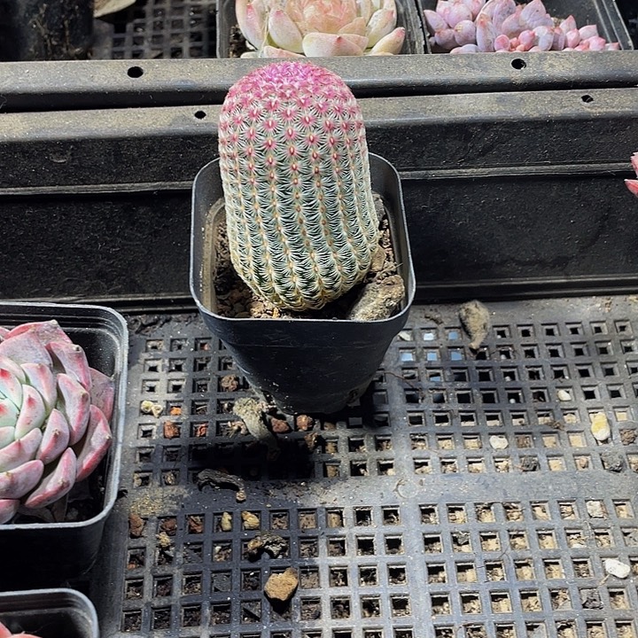 红太阳带盆土发货