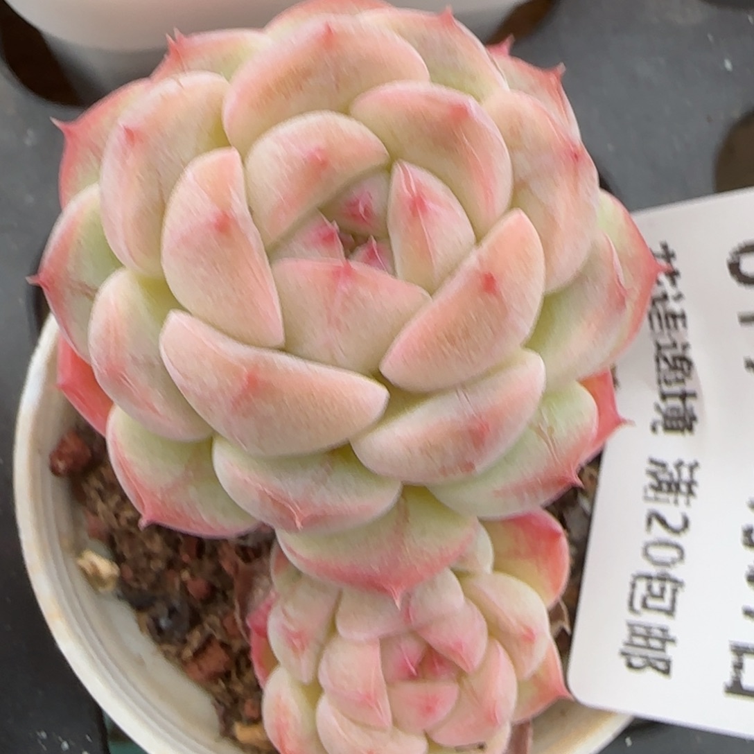 花语逸镜0207-617