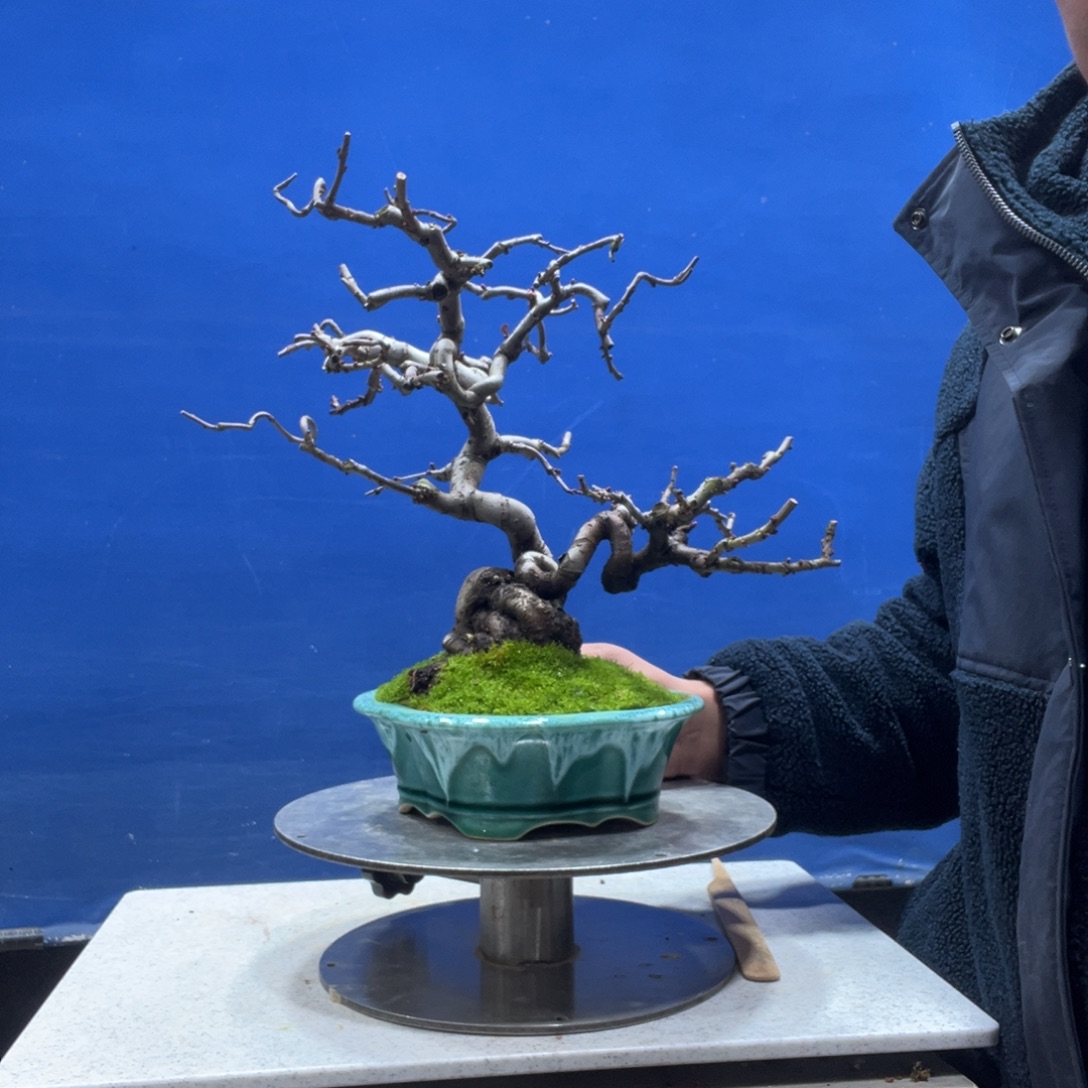 无花朵88888888888