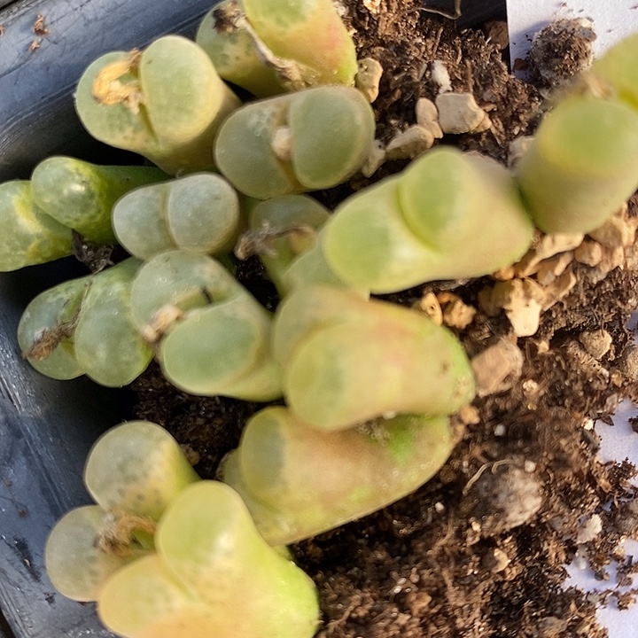 354双头粉樱风铃一颗。    