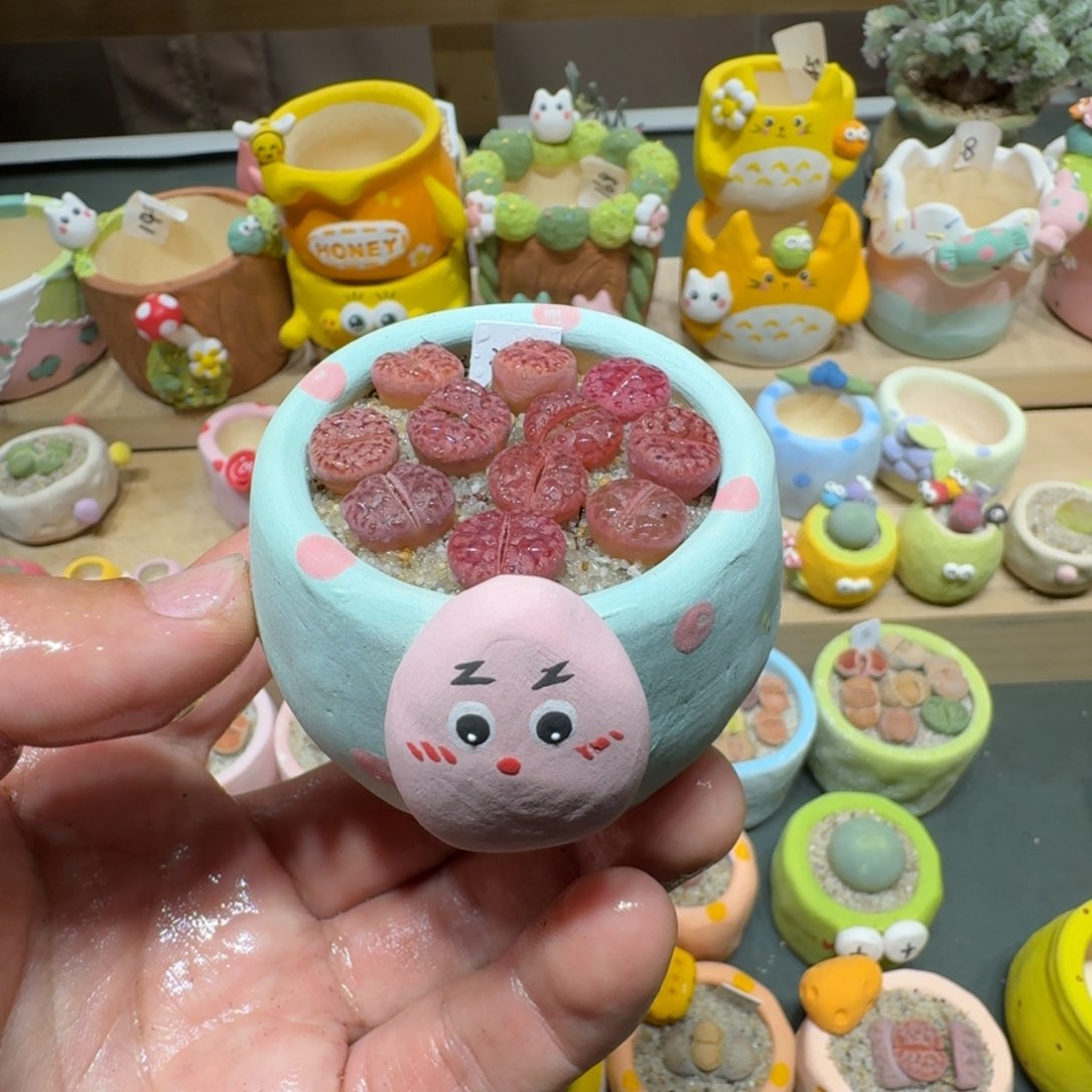 红陶蘑菇603紫柘榴