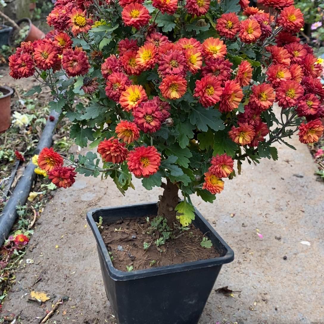 会***的无花朵盆景盆景盆景60