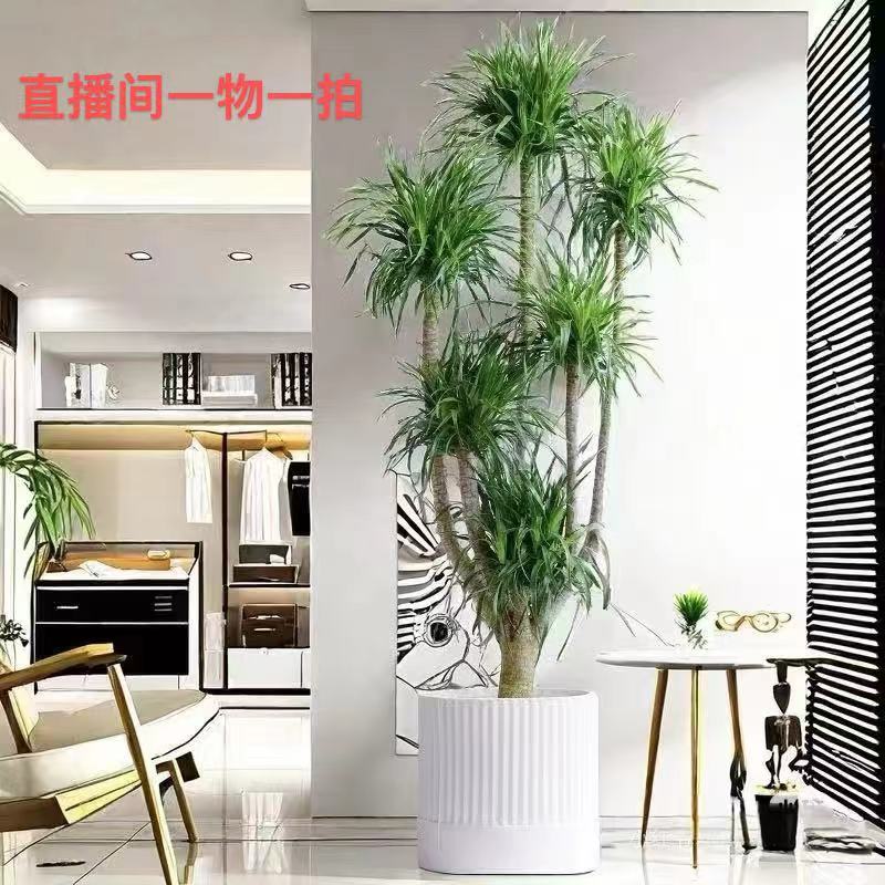 2（直播专属）龙血树客厅大盆栽旺宅办公室室内植物老桩好养绿植