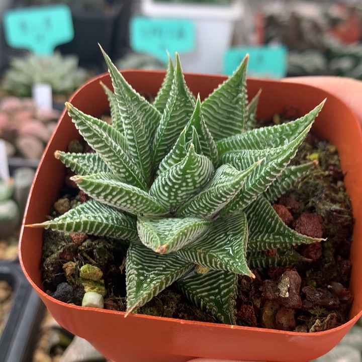 白马硬叶一物一拍