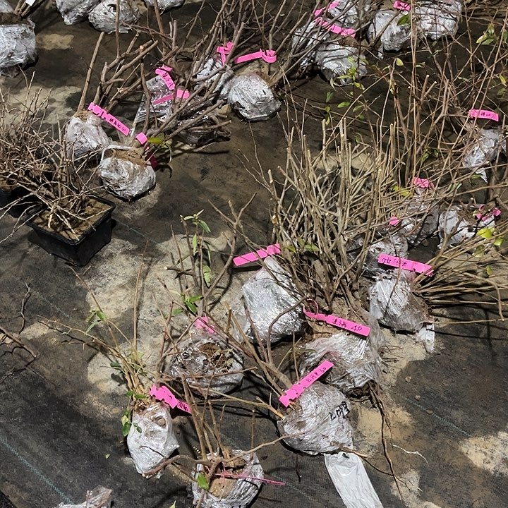 完全开放海棠花耐寒耐旱多个品种