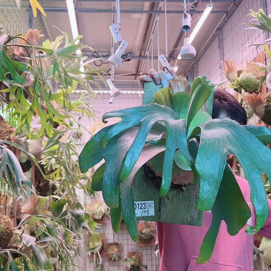 无花朵银鲑a8。    