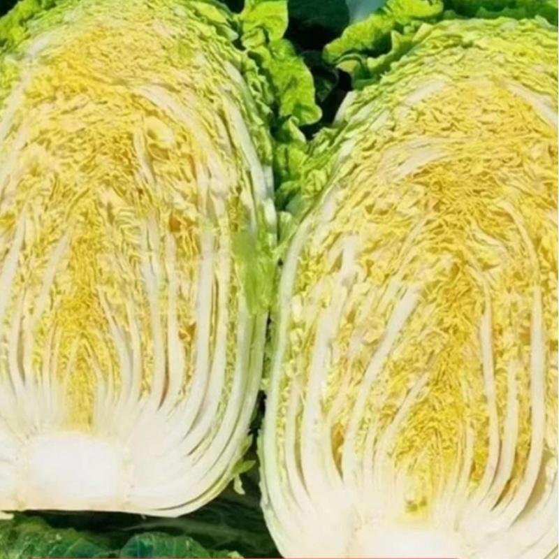 （现砍现发）露天霜打黄心大白菜农村农民自种白菜