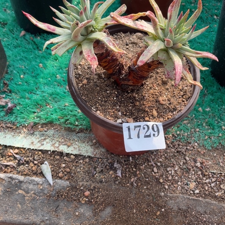 729号伊静思多肉植物山东