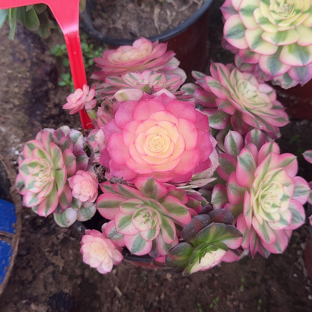 4596倾城多肉法师