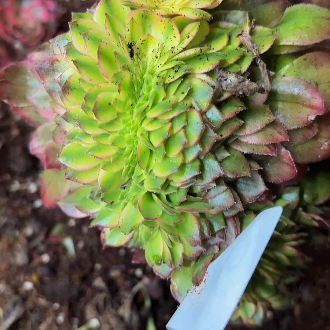 多肉植物福利136