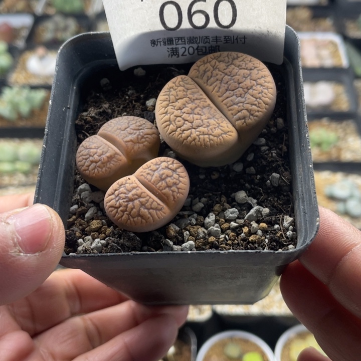 佳人园艺 上福利啦060