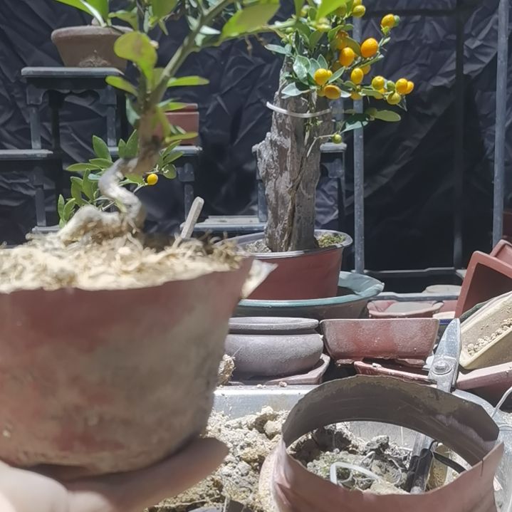 完全开放金豆小橘子绿植
