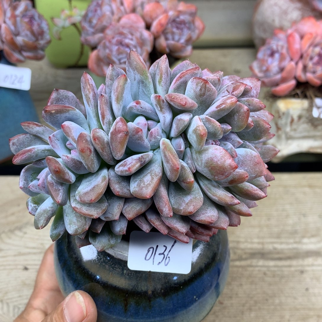 朵朵缀136/10cm多肉