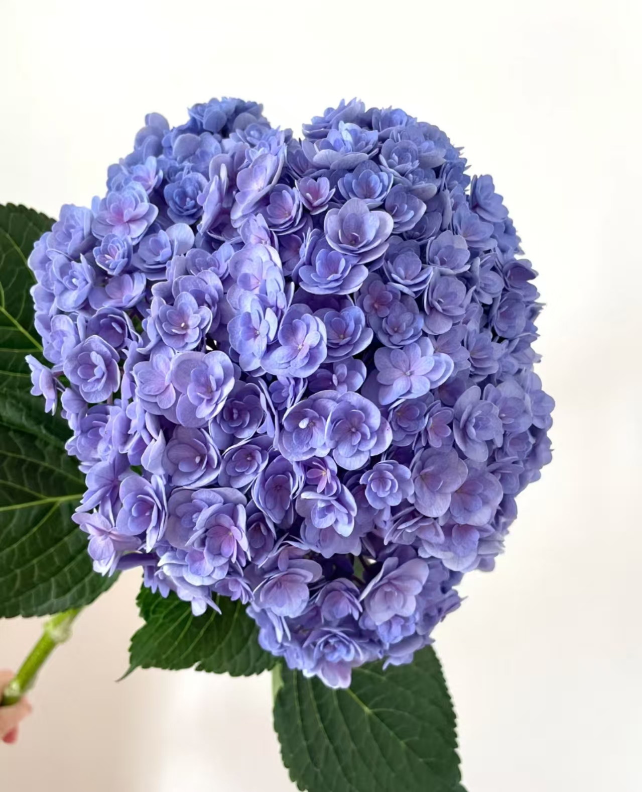 【太阳神殿绣球鲜花】云南产地直发 | 新鲜采摘