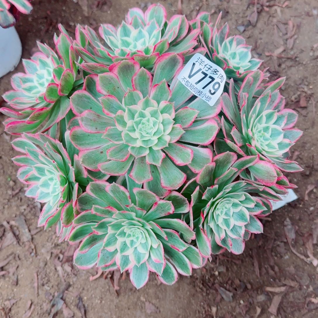 海王法师779冠幅25