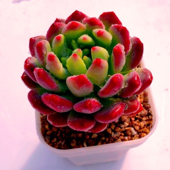 多肉植物蓝苹果 送盆32