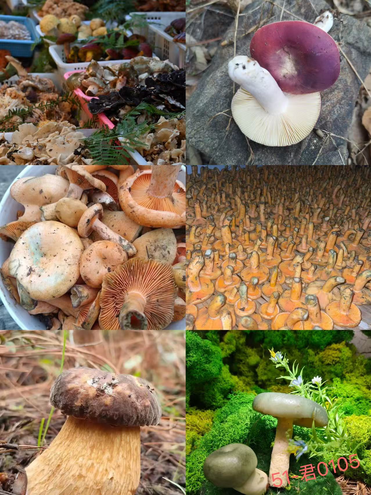 《51》龙腾专属土特产菌3.0-君0105-162g