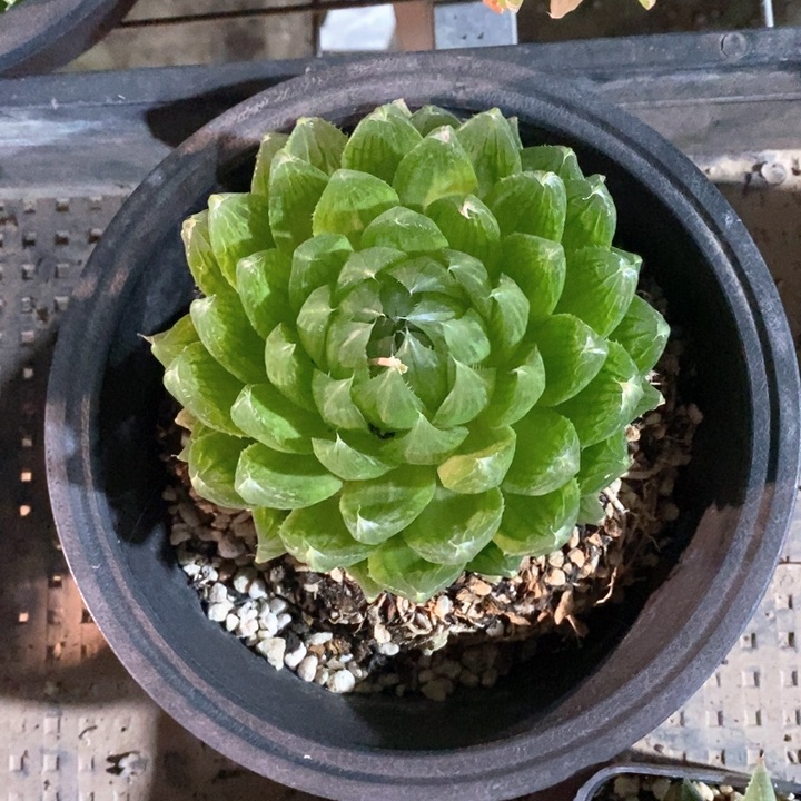 樱水晶一盆 带盆土随机发货 福利