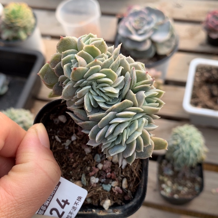 蓝色惊喜缀化多肉植物