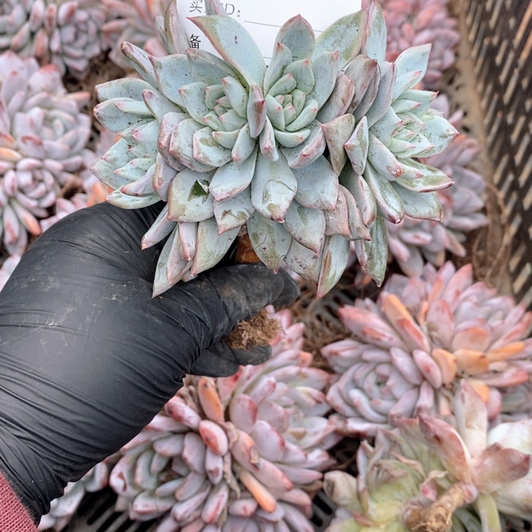 475 粉蓝鸟树缀哇哇哇哇