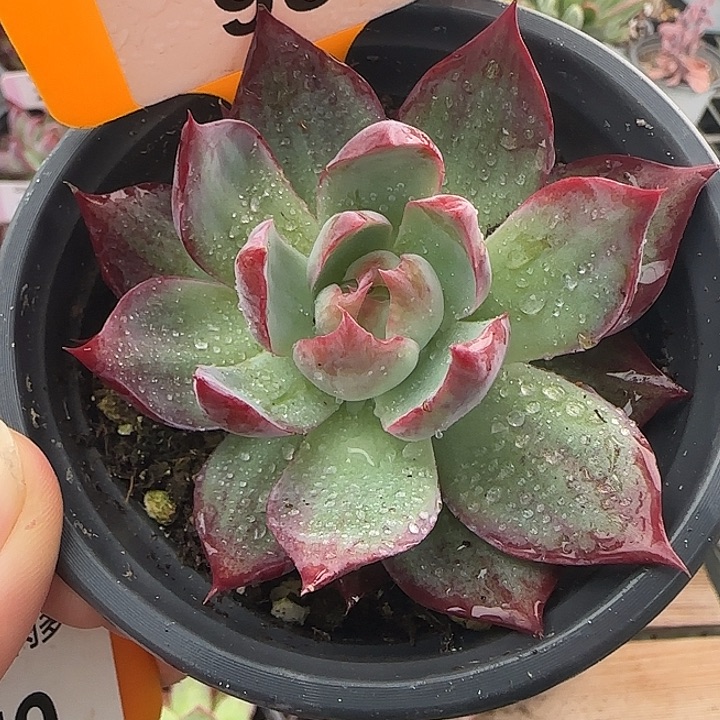 98 惊鸿仙子多肉植物