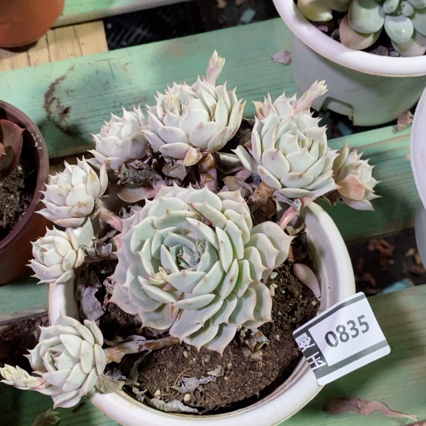 【闪购商品】露娜莲0735