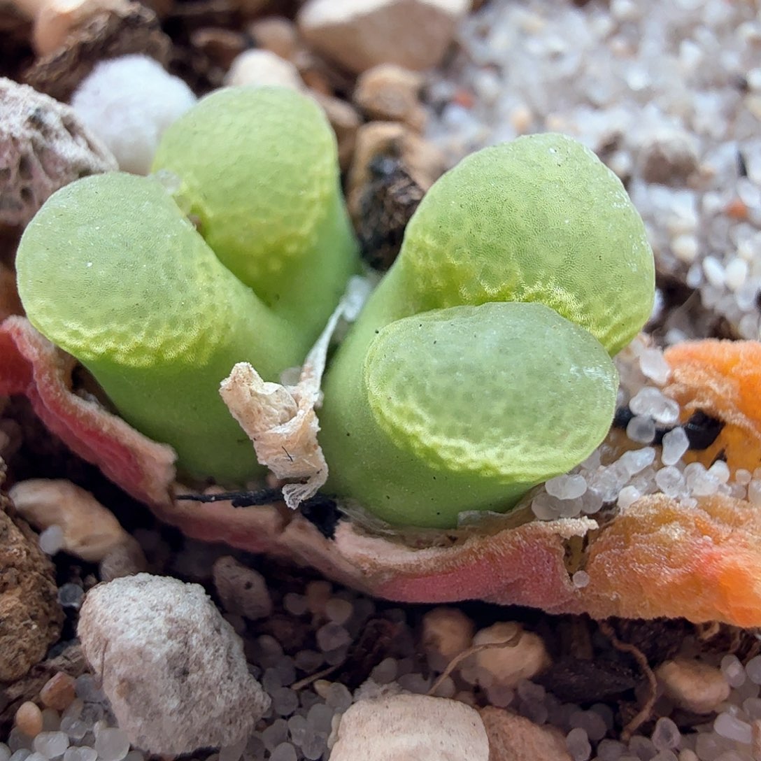 3.14.92/1453.9粉樱新头