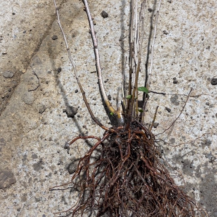 越之夕映海棠花一颗