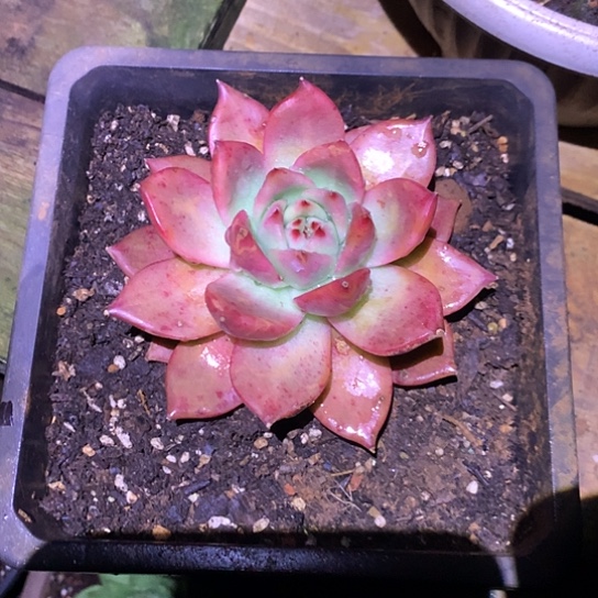 美肉特价活动开始啦