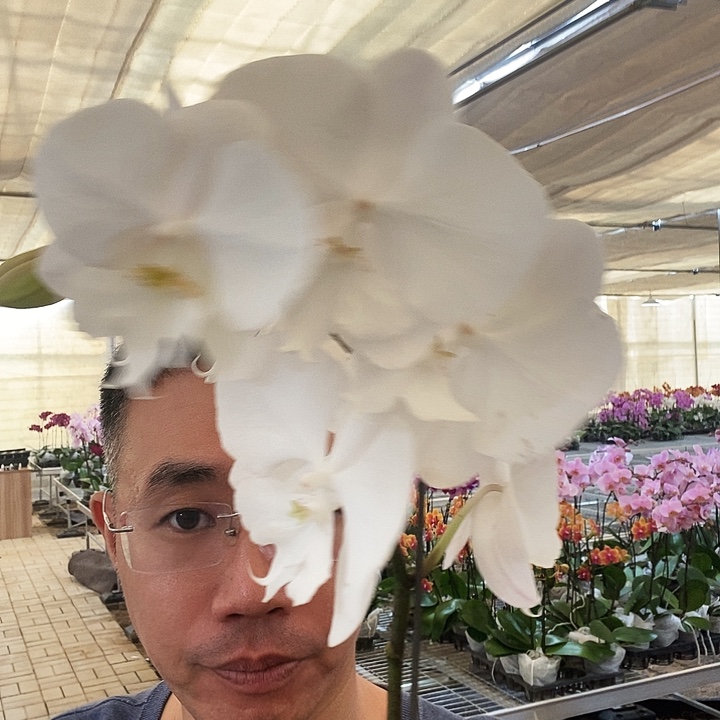 完全开放曼塔吉利开放度大大白花