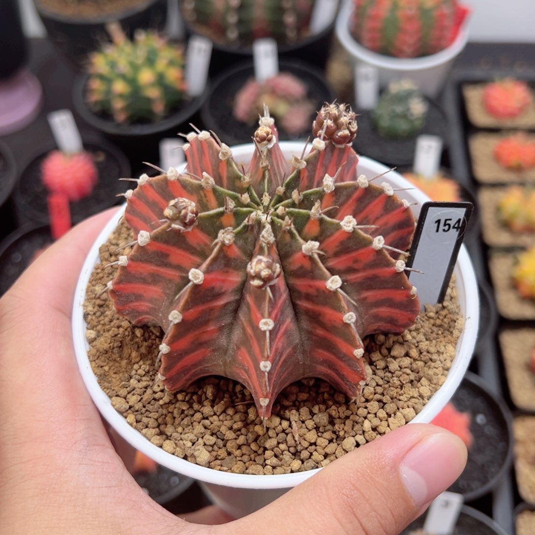 泰系肋骨锦——（默认脱土发货）