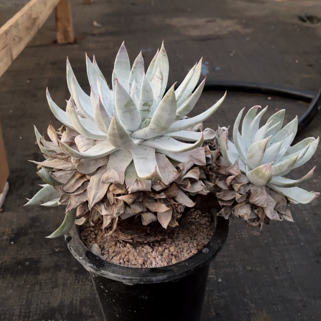 星***辰布瑞东尼，仙女杯多肉