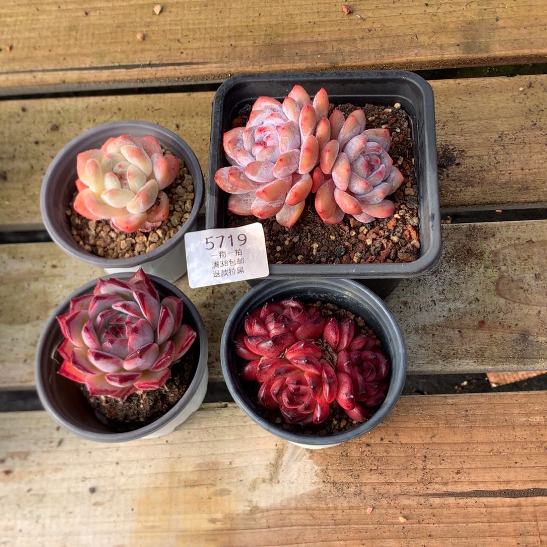 多肉植物四颗 特价 5719