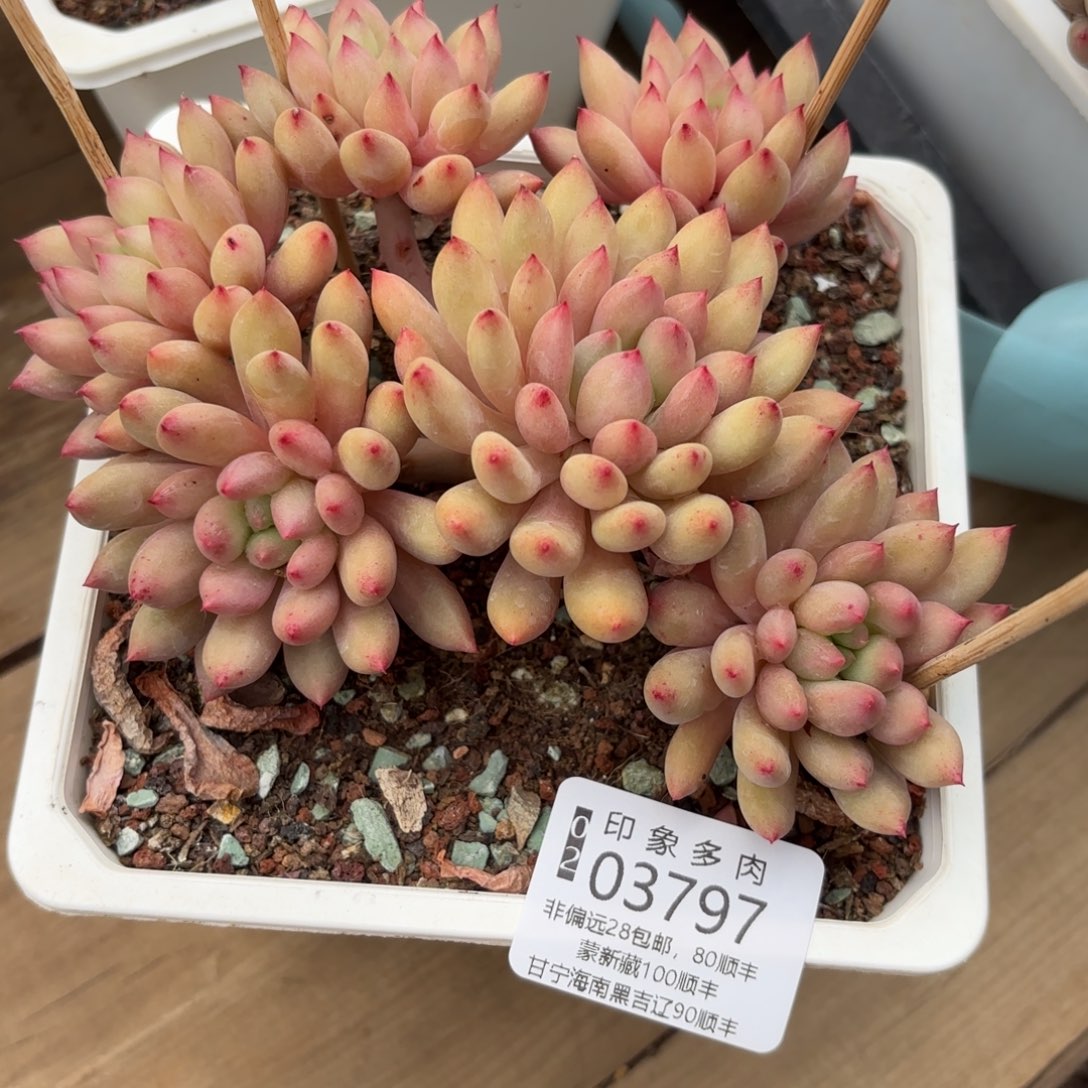 宝***子多肉植物03797fhcgh