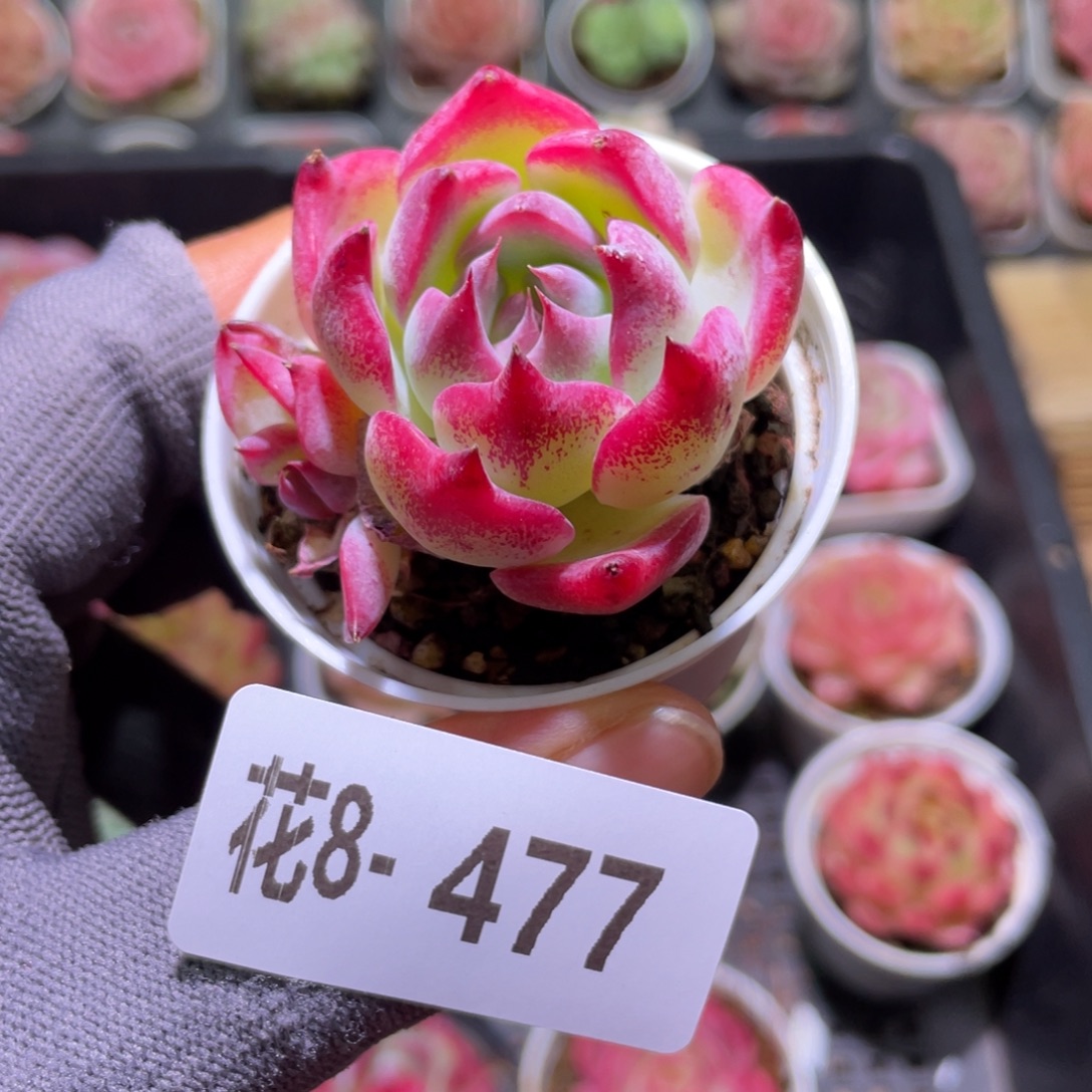 花利美8-477吉娃娃