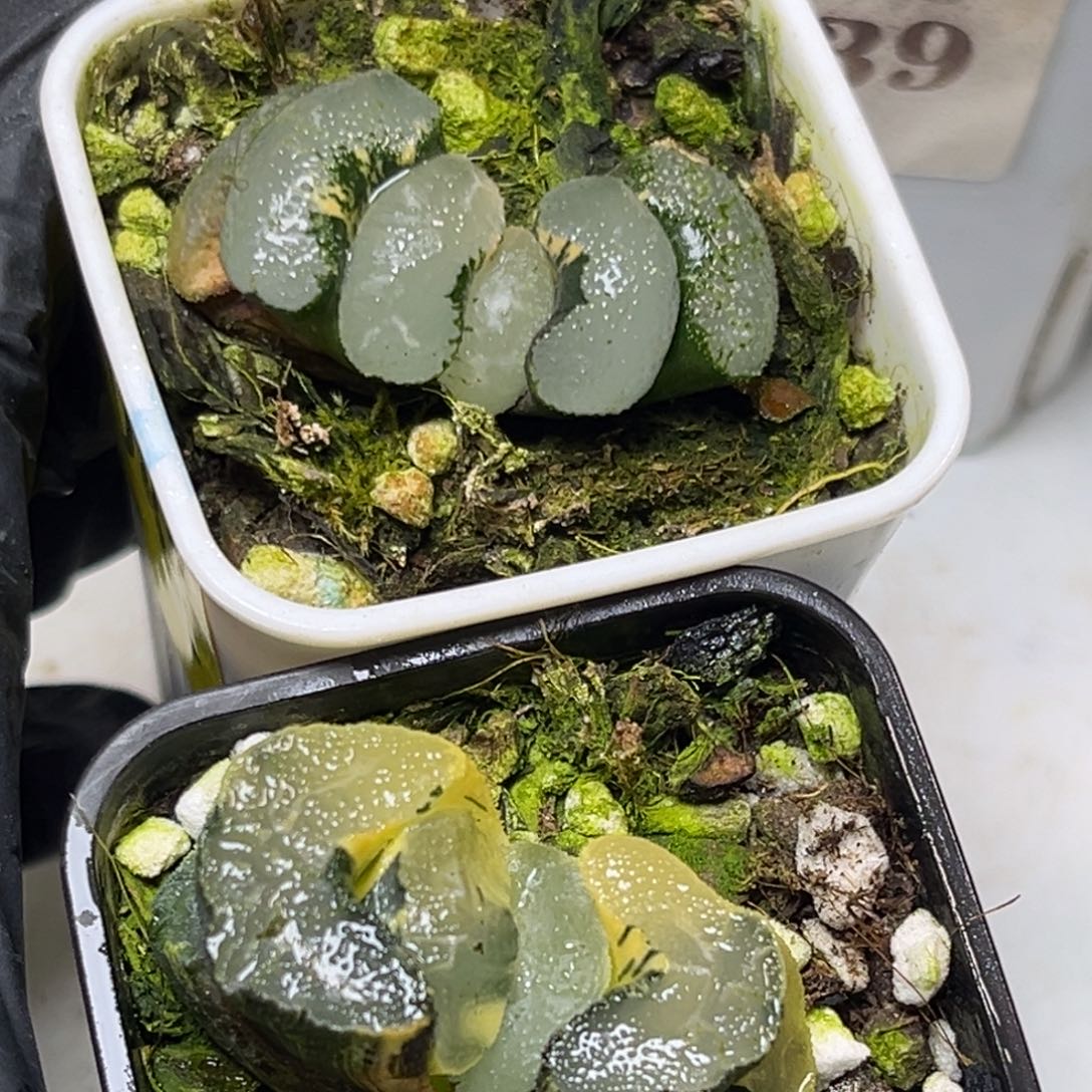 这***李十二卷多肉植物2081和2082
