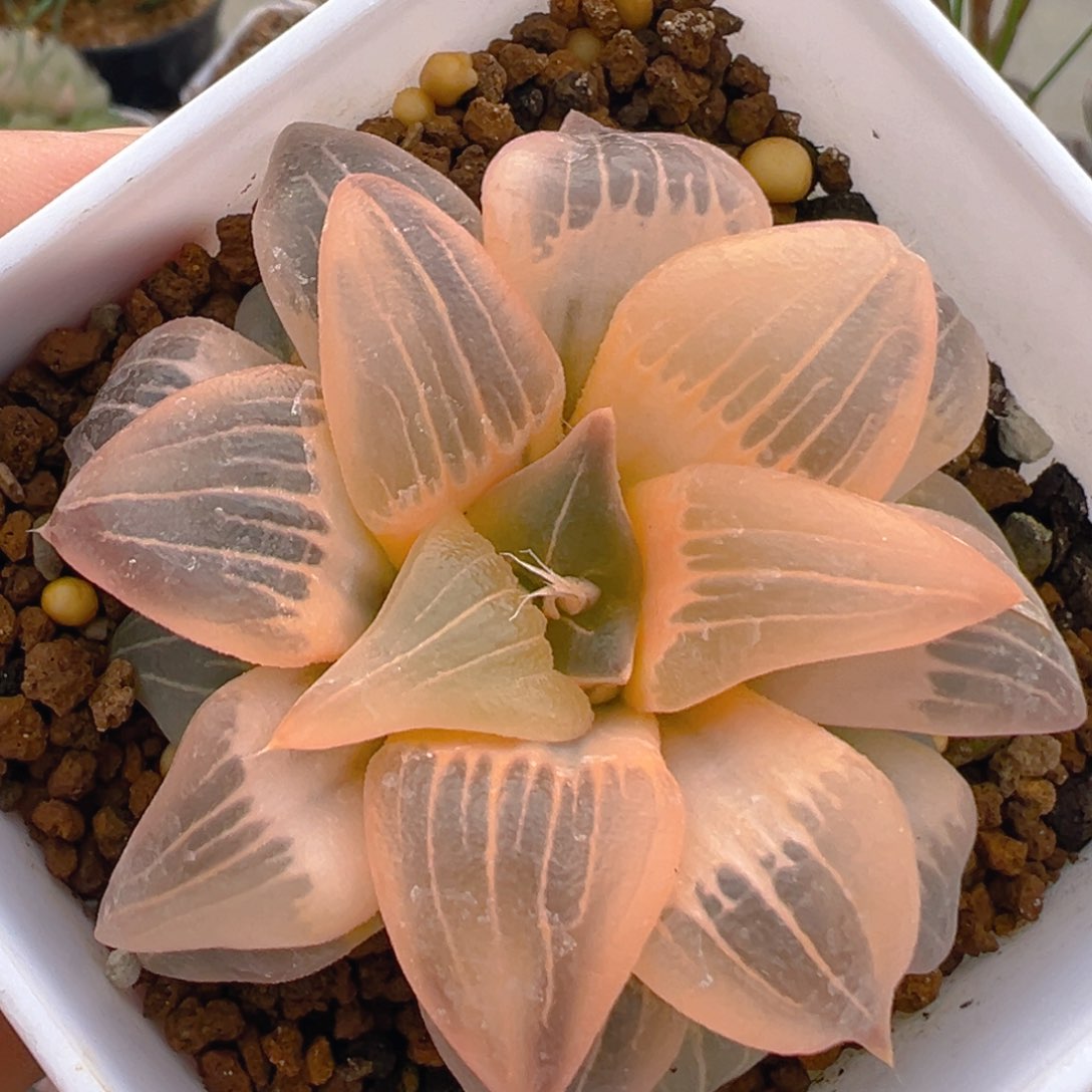 1500多肉植物百科知识