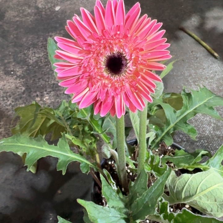 原盆原土一加仑非洲菊桃妖