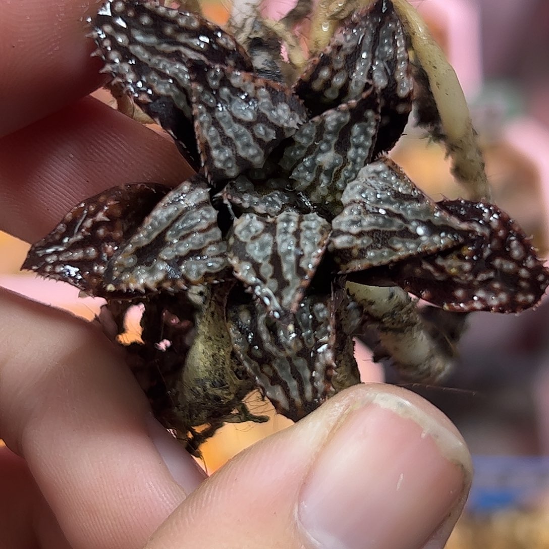 茶色十二卷多肉植物满