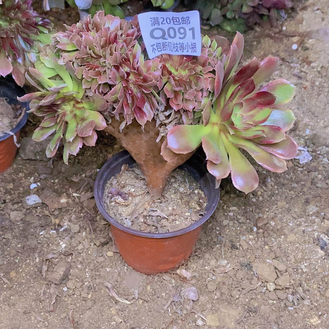 091娜迦女王缀化多肉法师锦