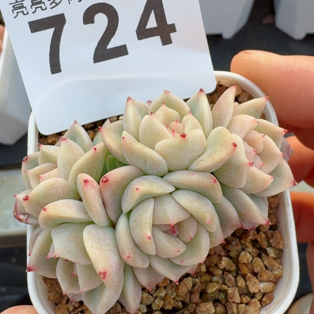 甜心五头白底         精品多肉