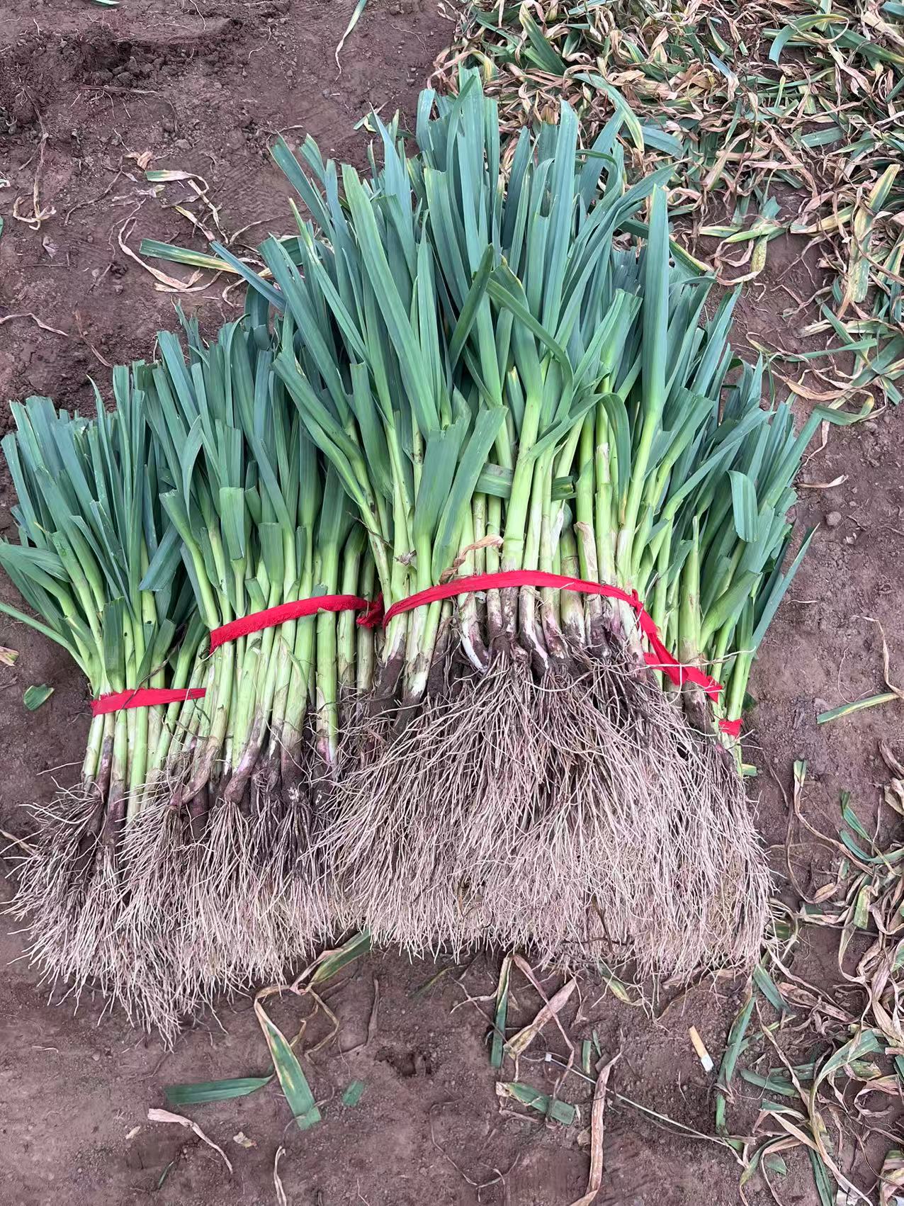 河南新鲜紫红皮蒜苗新鲜现挖现发时令蔬菜浓香爽口香香糯糯可口