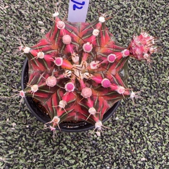 272-0123泰国发货多肉