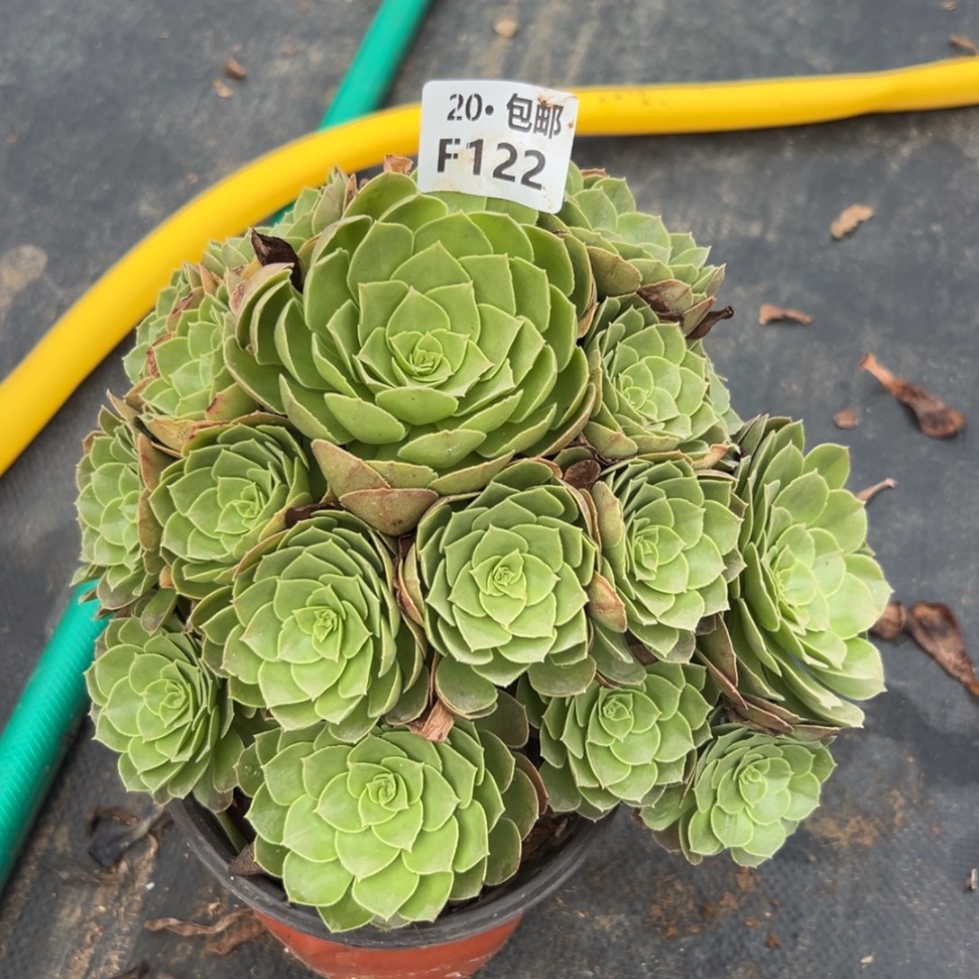 122圣罗兰，多肉法师